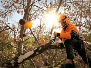 Motoseghe da potatura Stihl