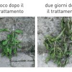 COME ELIMINARE LE ERBACCE DAL GIARDINO: ALCUNI CONSIGLI UTILI